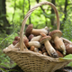 Image for article titled The Future of Foraged Foods